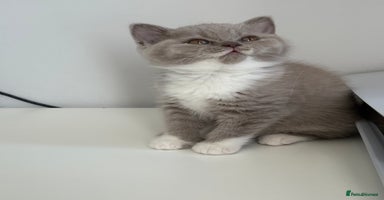 British Shorthair cats - Advert 3