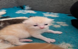 Maine Coon cats for sale: Maine coon X kittens  - Image 6