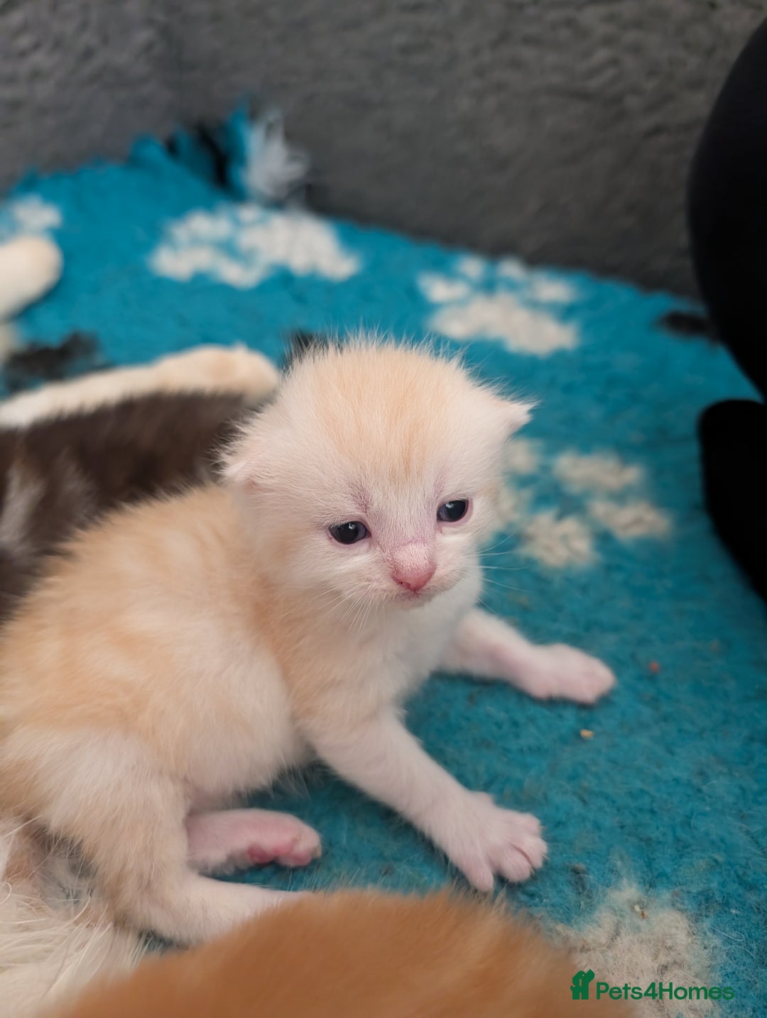 Maine Coon cats for sale: Maine coon X kittens  - Image 6