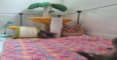 Maine Coon cats - Advert 4