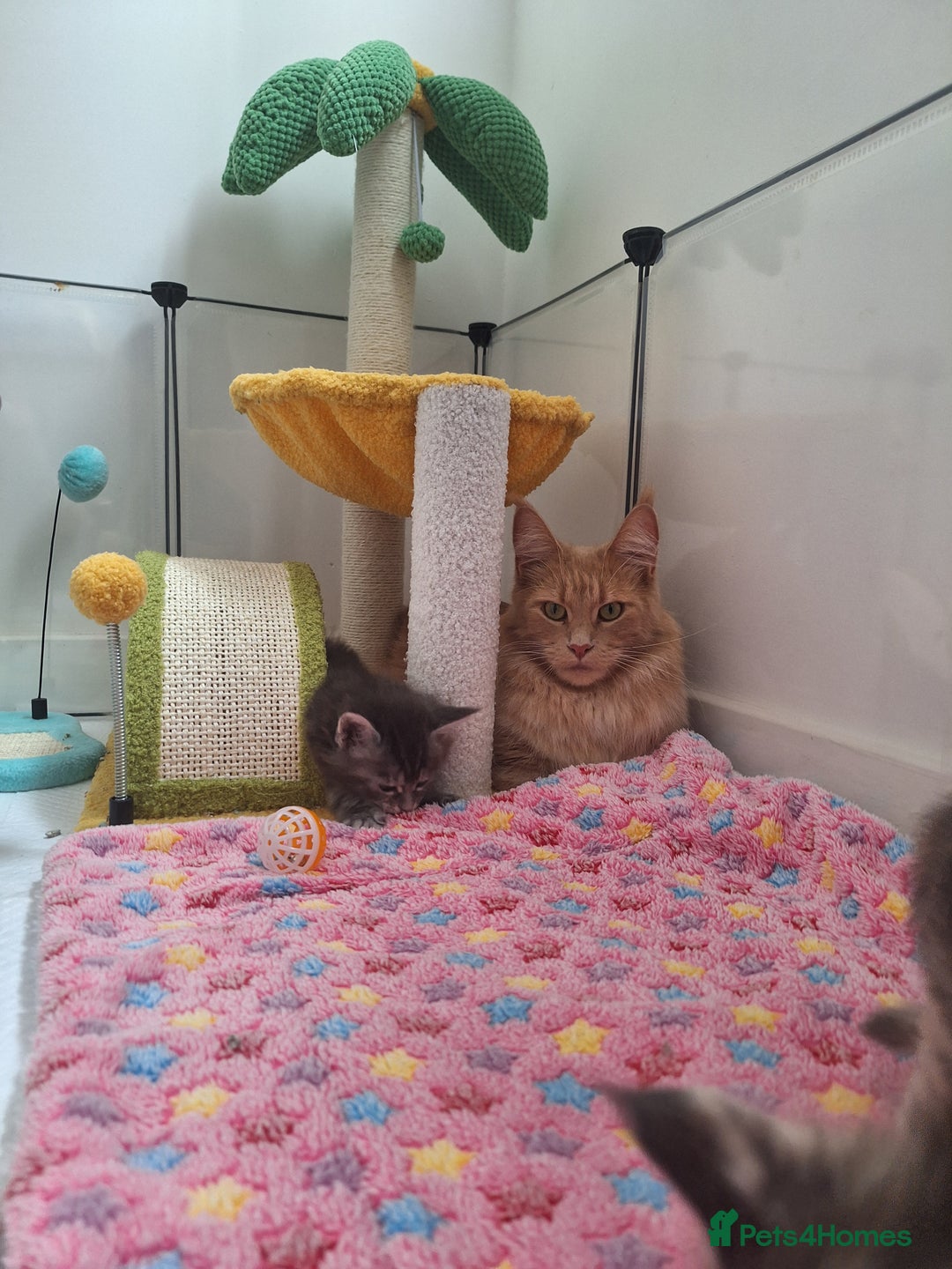 Maine Coon cats for sale: Tica registered kittens - Image 3