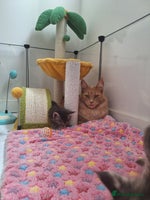 Maine Coon cats - Advert 1