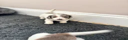 Dachshund dogs for sale: QUALITY LONGHAIRED MINIATURE DACHSHUND PUPPIES - Advert 13
