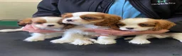 Cavalier King Charles Spaniel dogs for sale: Extra Special Puppies  - Advert 1