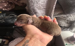 Miniature Dachshund dogs for sale: Mini Dachshund Pups- KC DOB 17/8/25 - Image 6