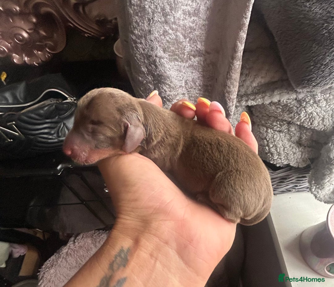 Miniature Dachshund dogs for sale: Mini Dachshund Pups- KC DOB 17/8/25 - Image 6