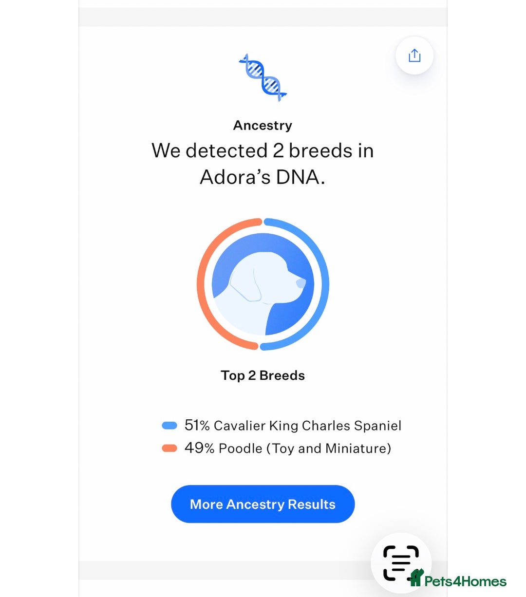 Cavapoo dogs for sale: Stunning chunky cavapoos - Advert 12