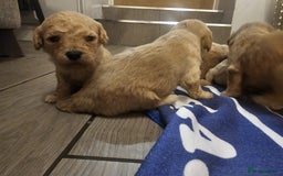 Mixed Breed dogs for sale: Cavachon Puppies for Sale  - Image 6