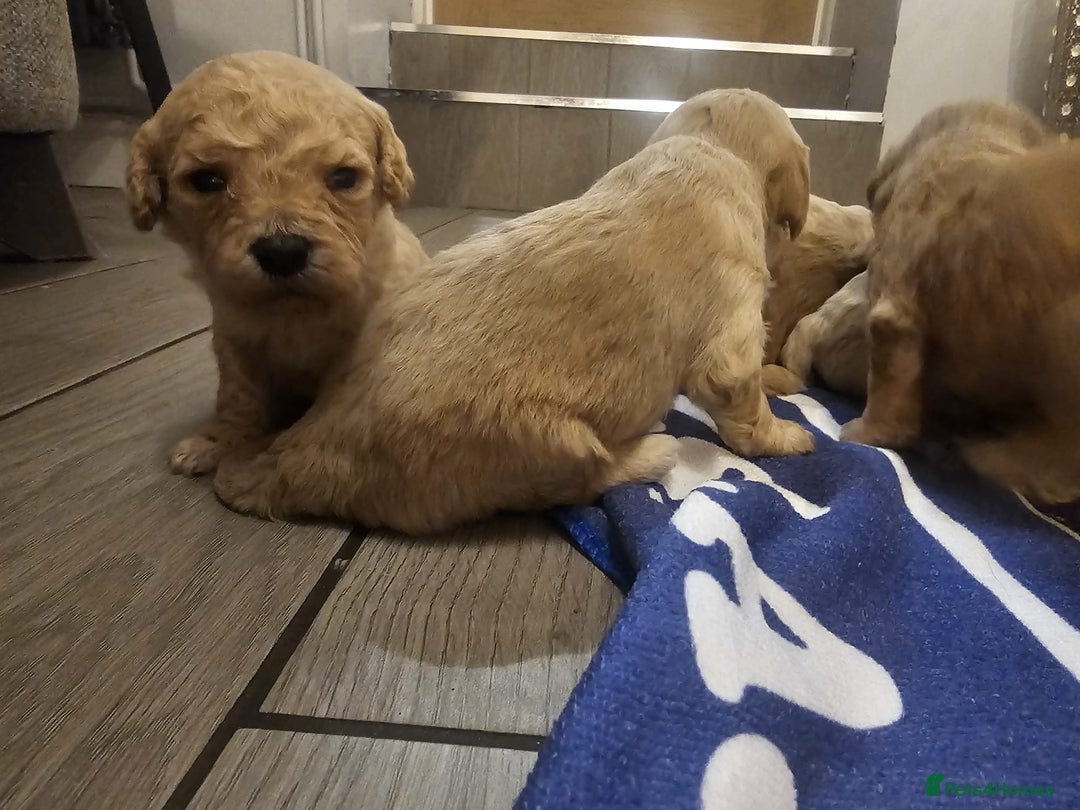 Mixed Breed dogs for sale: Cavachon Puppies for Sale  - Image 6