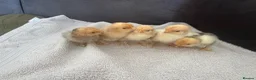 Chickens poultry for sale: 5 pekin bantams 4 silkies. 3days old  - Advert 2