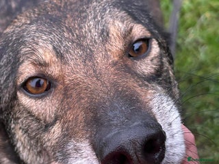 Mixed Breed dogs in Norwich - Advert 28