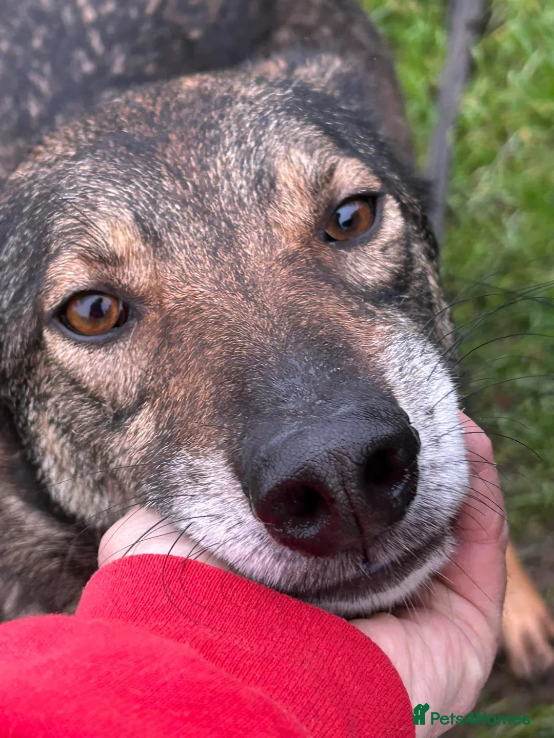 Mixed Breed dogs for adoption: Elsie - Norwich Norfolk  in Norwich - Advert 1