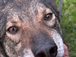 Mixed Breed dogs Elsie - Norwich Norfolk in Norwich - Advert 7