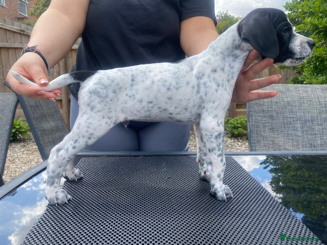 Pointer dogs for sale: ⭐️ LAST 3 PUPS REMAINING!⭐️ - Image 12