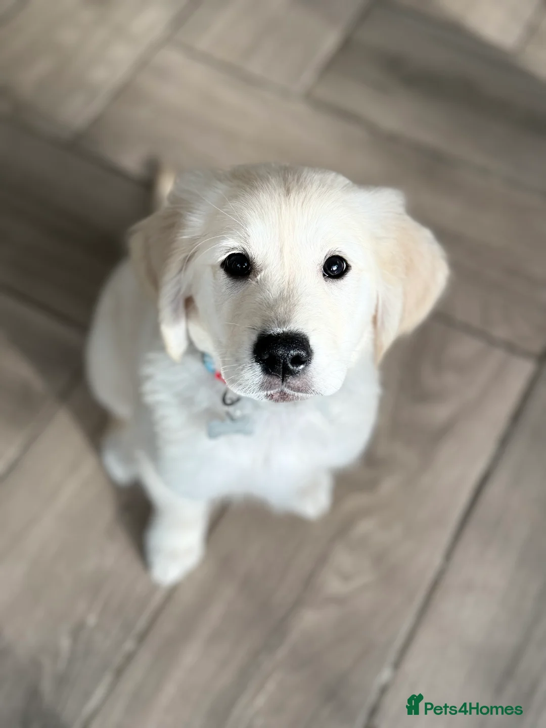 Golden Retriever dogs for sale: 13 week old golden retriever male  in Peacehaven - Advert 2