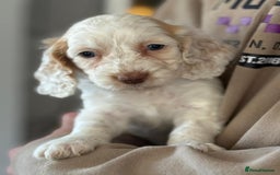 Cockapoo dogs for sale:  F1 Cockapoo puppies  - Image 8