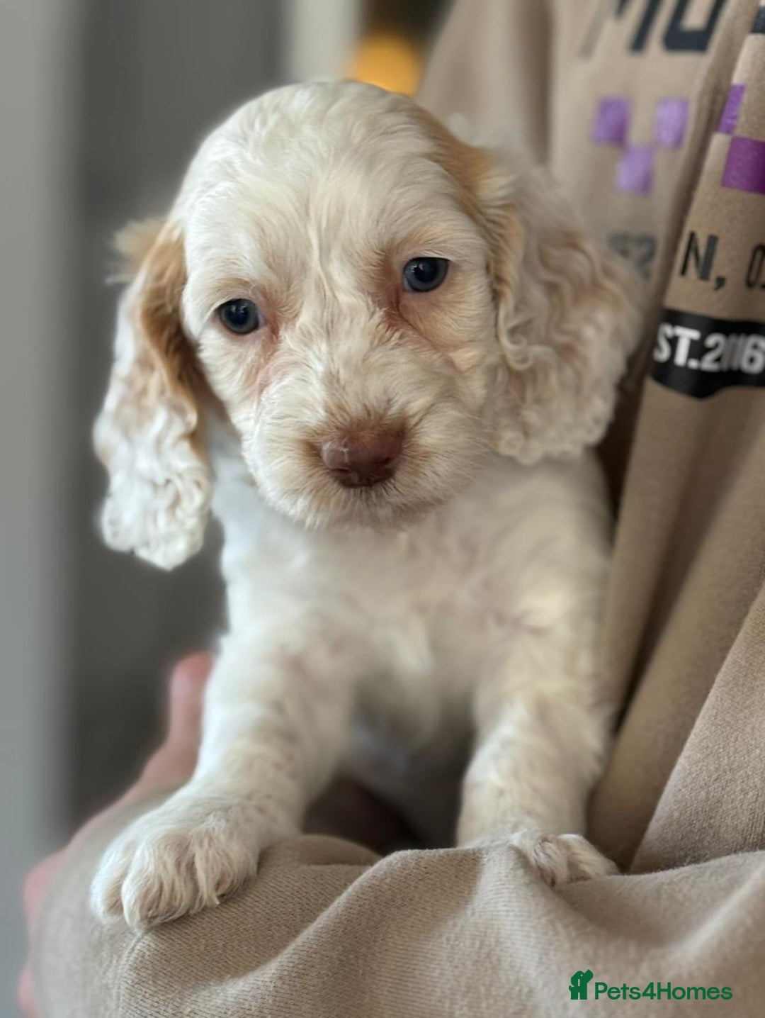 Cockapoo dogs for sale:  F1 Cockapoo puppies  - Image 8