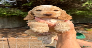 Cocker Spaniel dogs - Advert 15