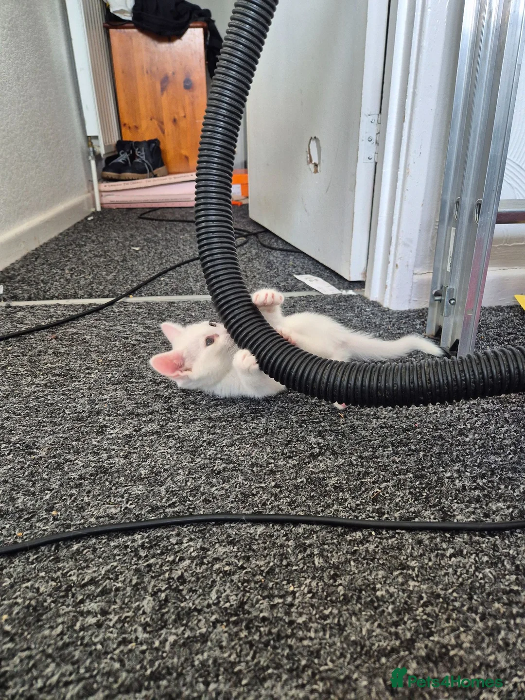 Turkish Angora cats for sale: Kittens for sale  - Advert 6