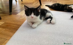 Domestic Shorthair cats for sale: 5 gorgeous little kittens looking for new homes - Image 12
