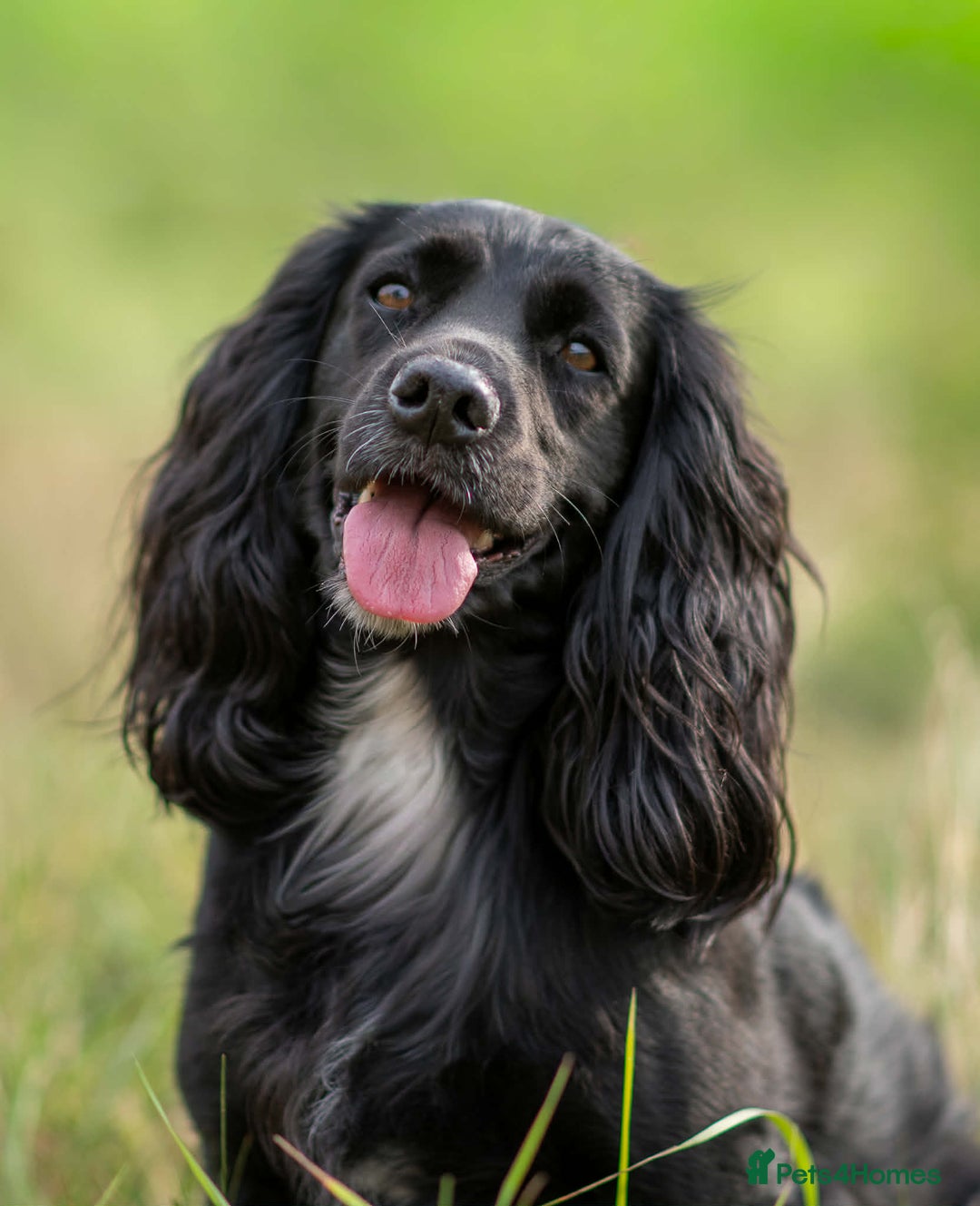 Cocker Spaniel dogs for sale: Pure Working Cocker Spaniel Puppies - Advert 17