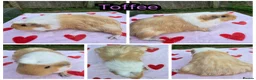 Guinea Pig rodents for sale: Baby Funky and Teddy type Boy Guinea Pigs - Advert 9