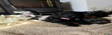 Pink girl 