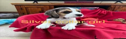 Beagle dogs for sale: Beautiful Beagle Puppies for sale - Advert 5