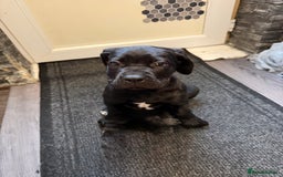 Cane Corso dogs for sale: Cane corso for sale  - Image 9