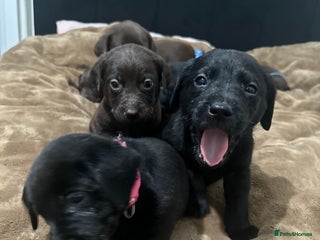 Labrador Retriever dogs for sale: Labrador puppies - Advert 1