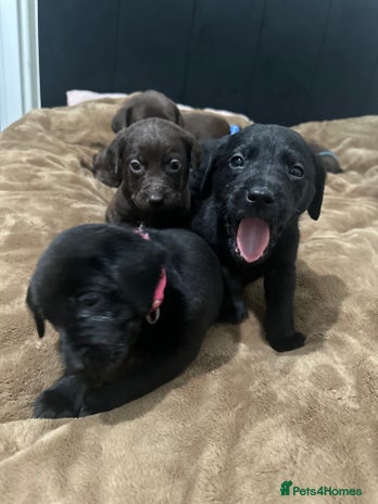 Labrador Retriever dogs Labrador puppies - Advert 1