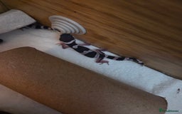 Leopard Gecko reptiles for sale: Baby leopard geckos - Image 2