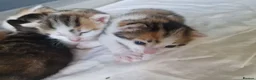 Mixed Breed cats for sale: Very Cute Calico Girl - Advert 7