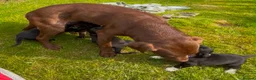 Cockerdor dogs for sale: Working Cockador Pups chocolate black white  - Advert 20