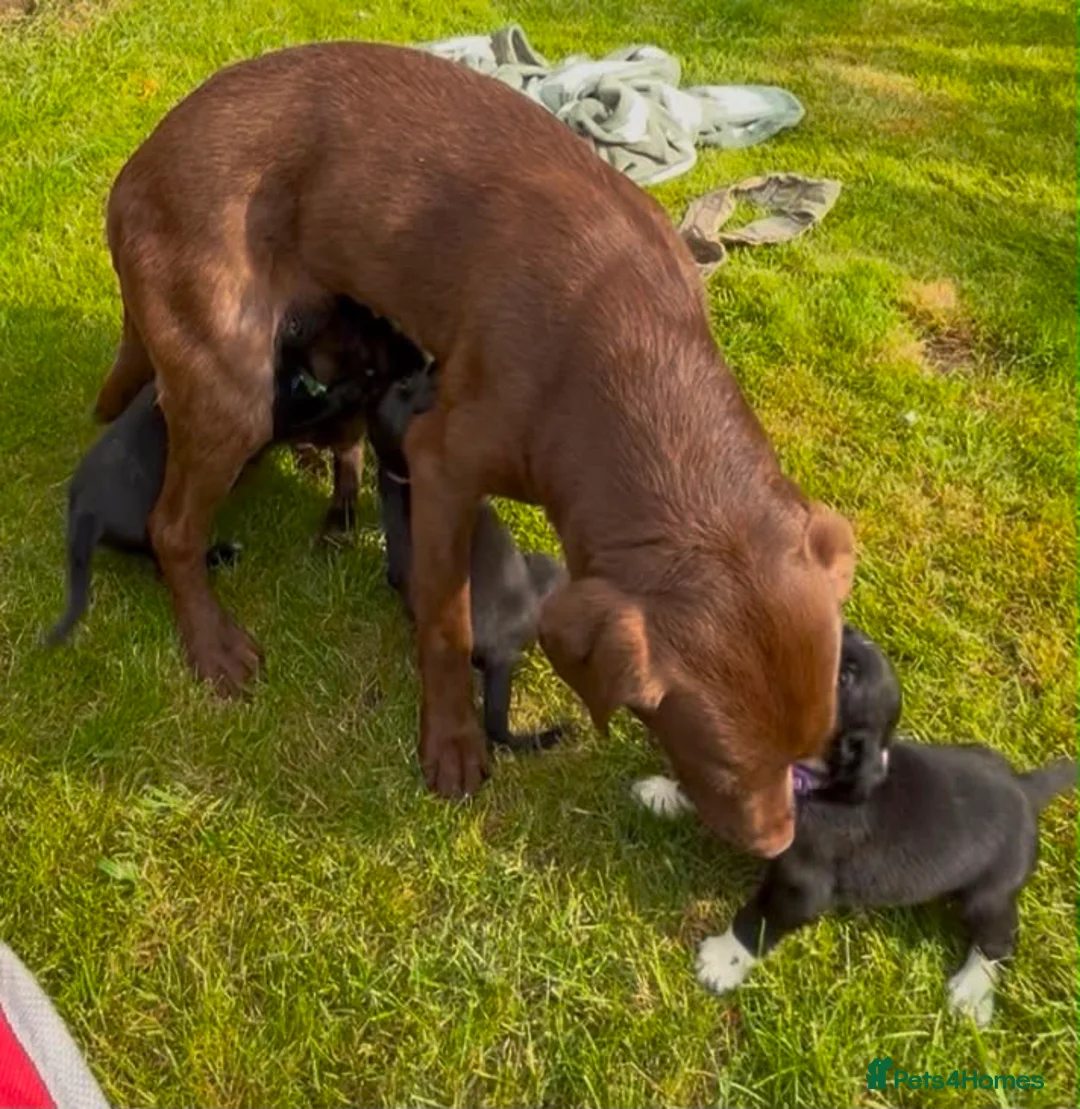 Cockerdor dogs for sale: Working Cockador Pups chocolate black white  - Advert 20