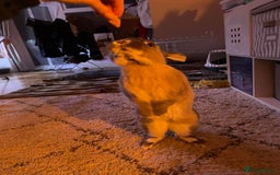 Smoke Pearl rabbits for sale: Smoke Pearl PET rabbit-Ghost - Image 2