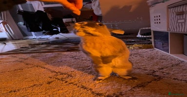 Smoke Pearl rabbits - Advert 5