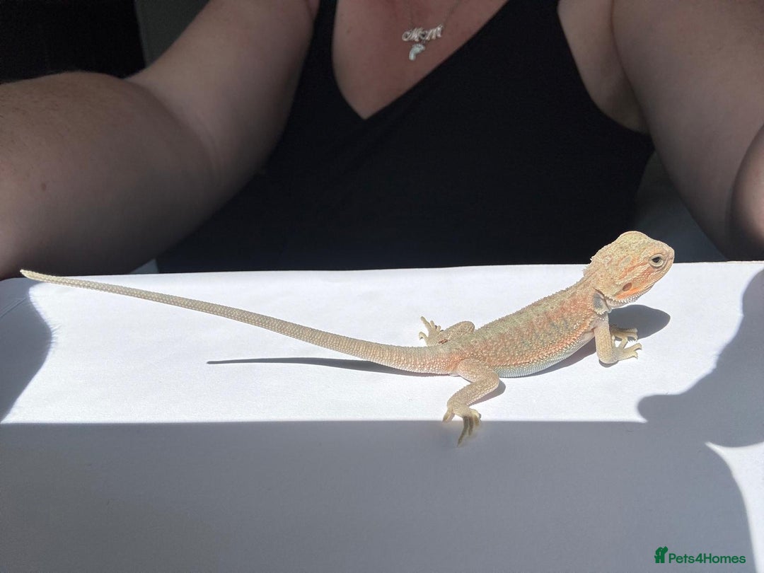 Bearded Dragon reptiles for sale: Baby beardies - Image 18