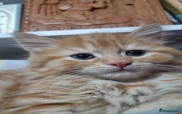 Turkish Angora cats for sale: Beautiful Fluffy Kittens Looking for Loving Homes - Image 11