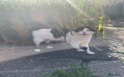 Mixed Breed cats for sale: Lots of cats/kittens up for adoption  - Image 10