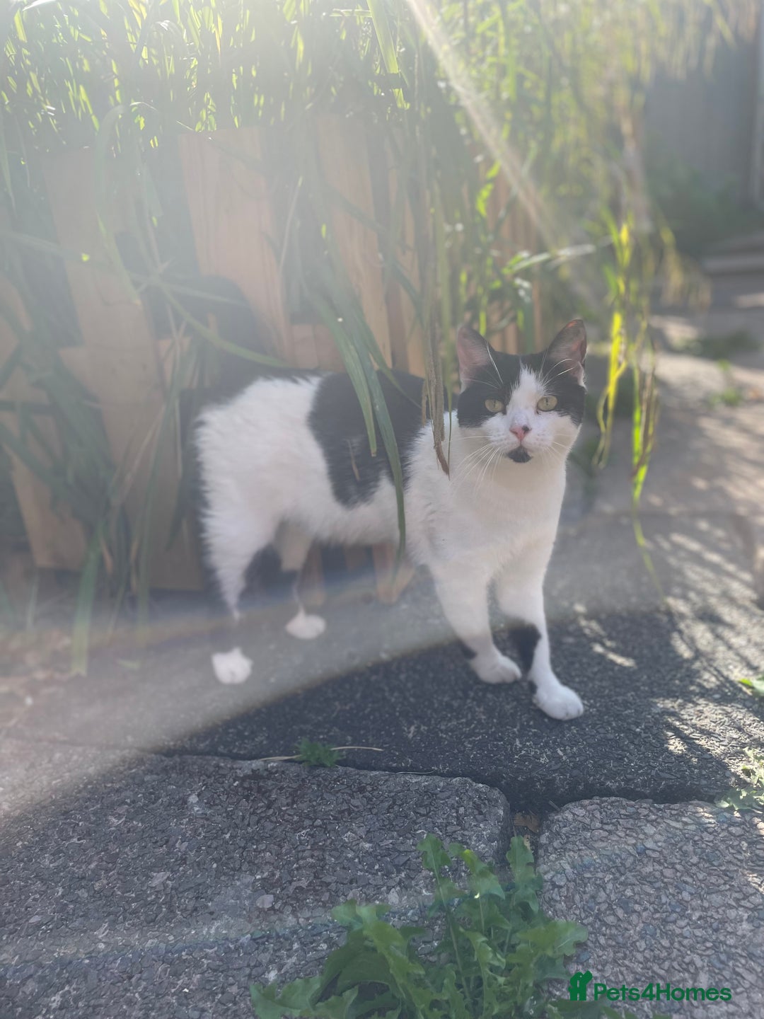 Mixed Breed cats for sale: Lots of cats/kittens up for adoption  - Image 10