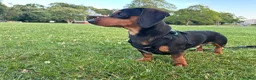 Chiweenie dogs for sale: 1 year old dachshund looking for forever home - Advert 4
