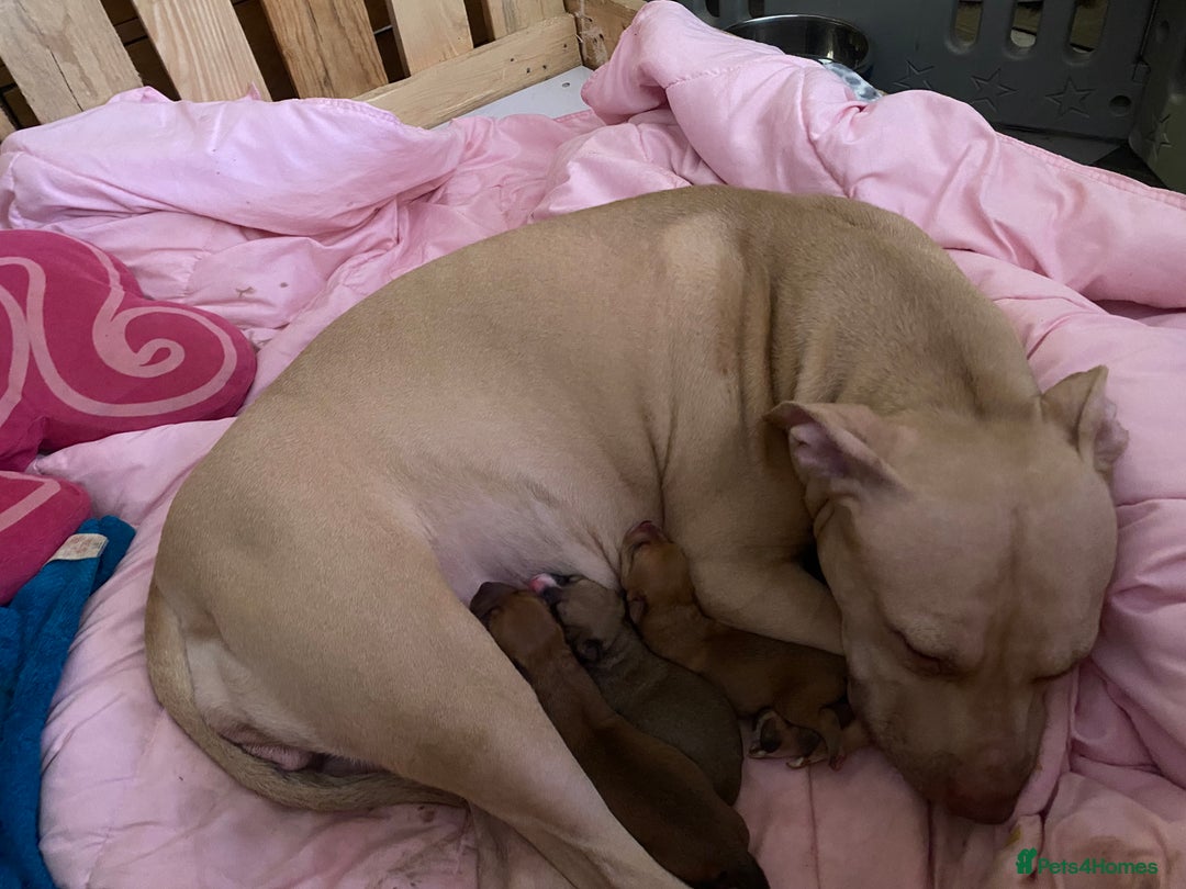 Staffordshire Bull Terrier dogs for sale: Beautiful Staffordshire bull terrier puppys. 🐾 - Image 7