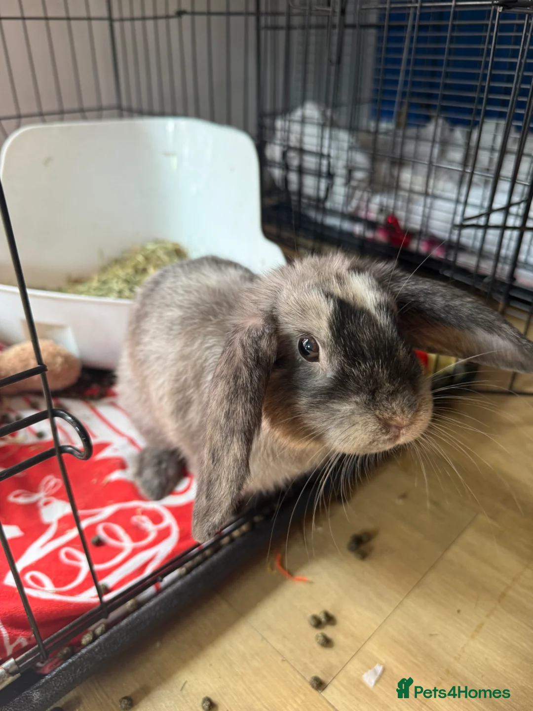 Mini Lion Lop rabbits for sale: Female rabbit for sale £35 around 12 weeks old  in Plymouth - Advert 1