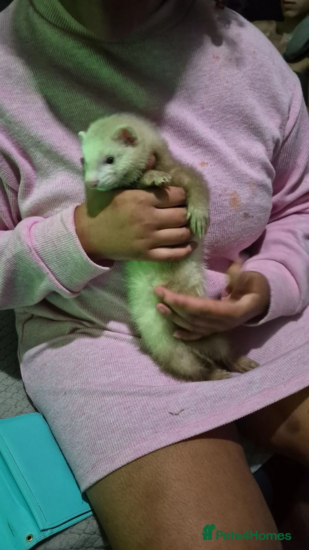 Ferret rodents for sale: Free Ferrets in Basildon - Advert 2