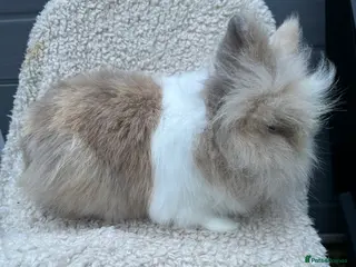 Lionhead rabbits Lionhead Bunnies - Advert 8