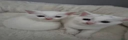 Mixed Breed cats for sale: 2 white kittens, one male & one female. in Burton-on-Trent - Advert 4