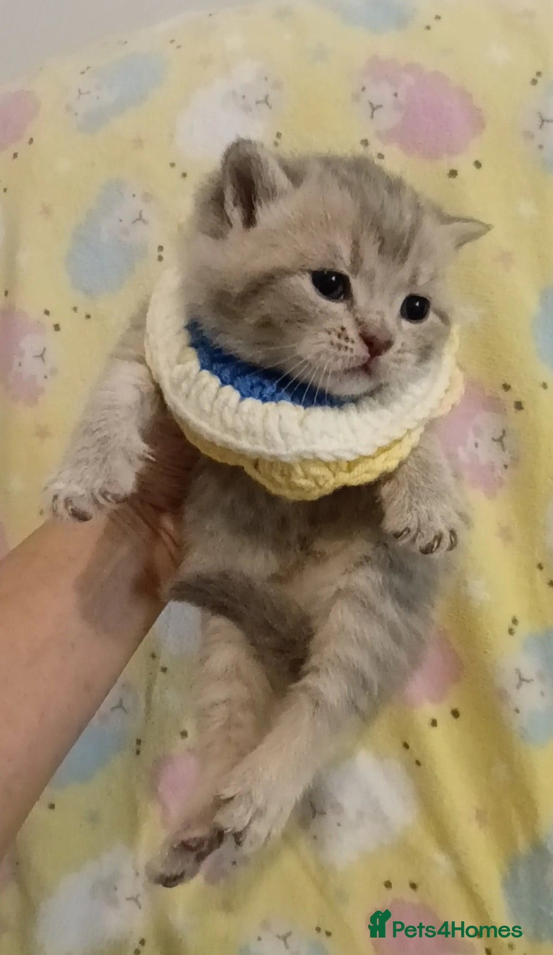 British Shorthair cats for sale: Left 1 boy only (British Shorthair) - Advert 14