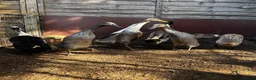 Ducks poultry for sale: Runner Ducks in Shoreham-by-Sea - Advert 1