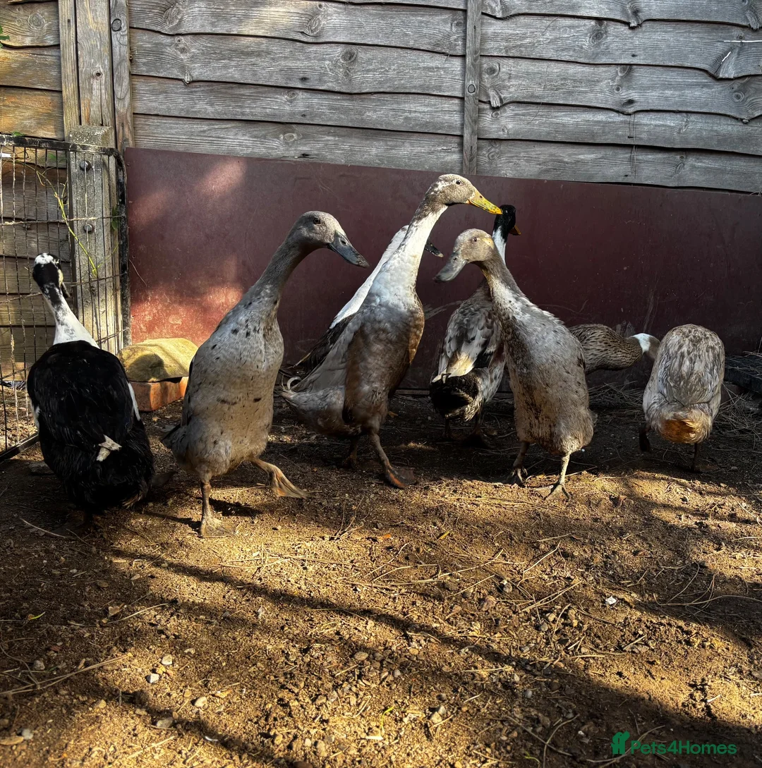 Ducks poultry for sale: Runner Ducks in Shoreham-by-Sea - Advert 1